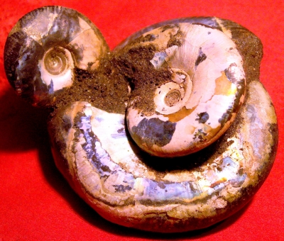 Ammoniten 4