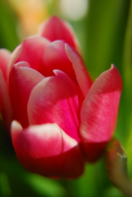 Tulpe