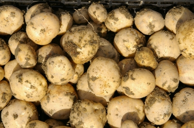 Subtropische Kartoffeln