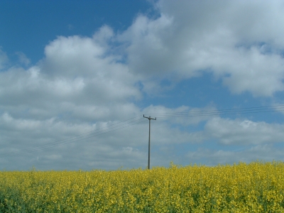 Rapsfeld unter Spannung