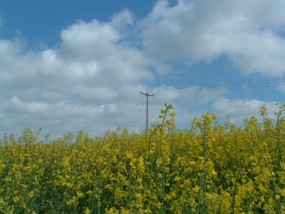 Rapsfeld unter Spannung