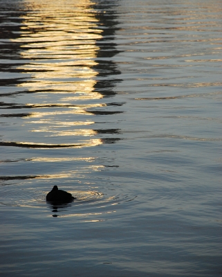 Blesshuhn mit Wasserspiegelung