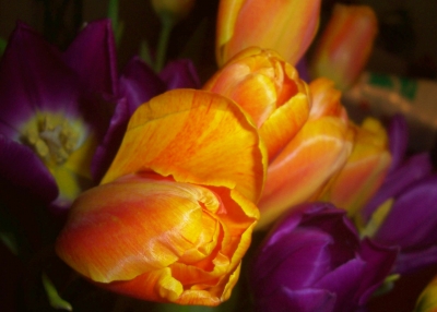 Tulpen orange-lila