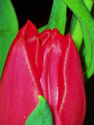 Tulpe rot