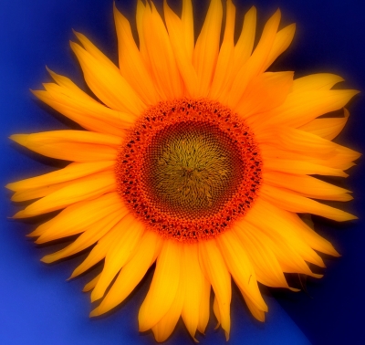 Sonnenblume I