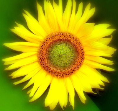 Sonnenblume III