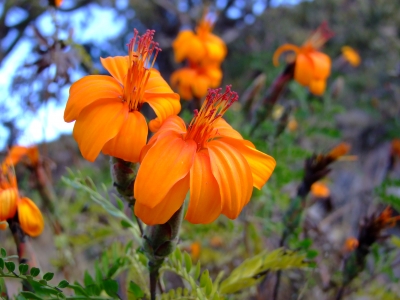 Blüten und Pflanzen in den Anden