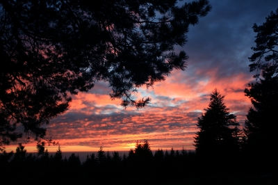 Sonnenuntergang mit Kiefer