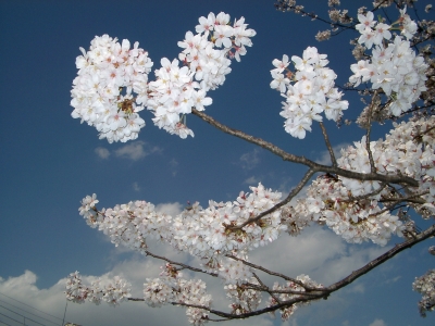 Kirschblueten in Tokyo