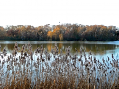 Schillerteich in Wolfsburg