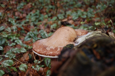 Pilz am Baumstamm