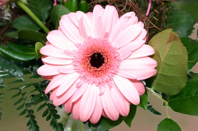 Gerbera