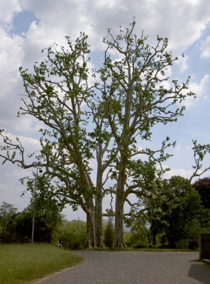 Baum in Stuttgart