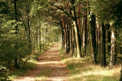 Waldweg 02