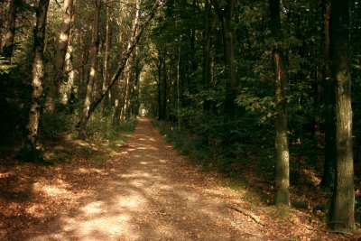 Waldweg 03