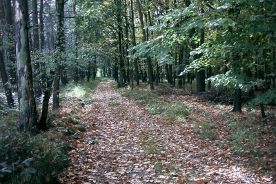 Waldweg 04