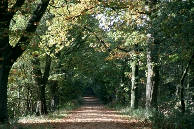 Waldweg 05