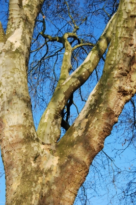 Baum im Herbst