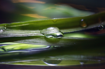 Gras und Wasser