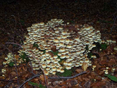 Pilz-Kolonie