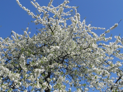 Kirschblüte...wann wirds mal wieder richtig  Sommer ?