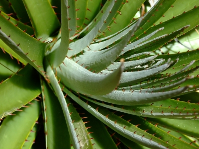 Blüten und Pflanzen in den Anden