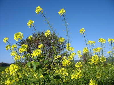 Herbstblumen