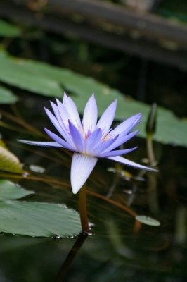 Wasserrose lila