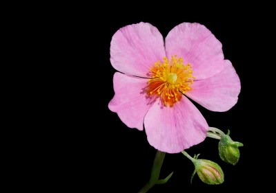 Rosa Blüte Fünffingerstrauch