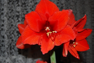 Ritterstern/Amaryllis 6