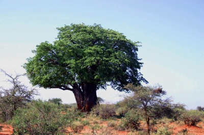 Schattenspender - Baobab