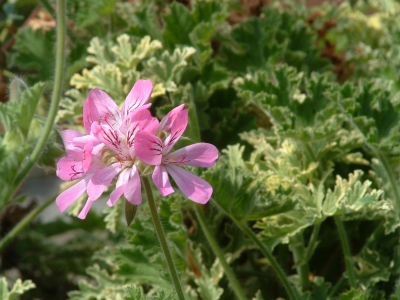 Duftpelargonie