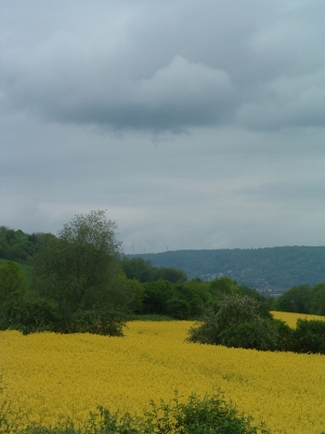 Rapsfeld vor dem Regen