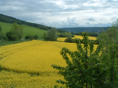 Rapsfeld nach dem Regen