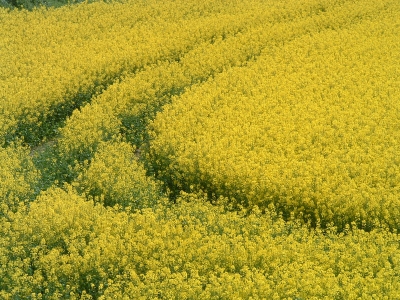 Spuren im Rapsfeld