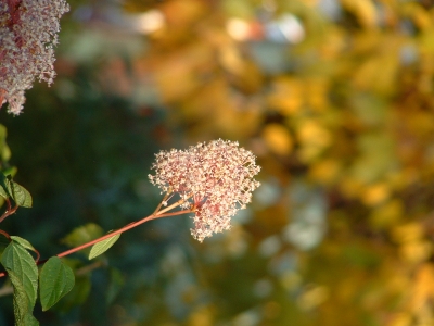 Schokoladenblume