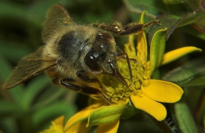 Biene auf Blüte (Nahlinse)