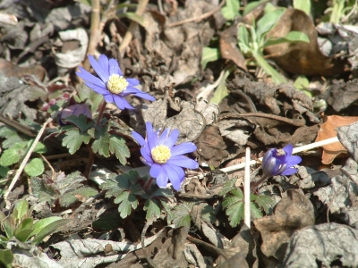 Leberblümchen