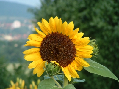 Sonnenblumen