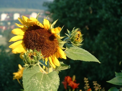 Sonnenblumen