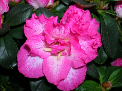 Azaleenblüte