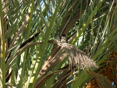 Zwei Vögelchen in der Dattel-Palme