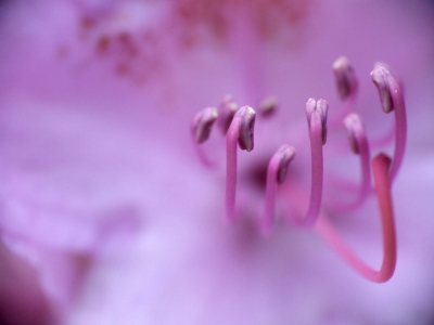 Rhododendron-Stempel