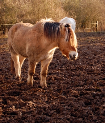 Pony im Januar