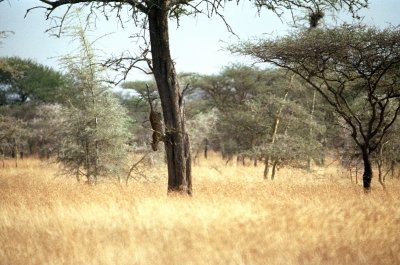 Leopard kopfüber am Baum