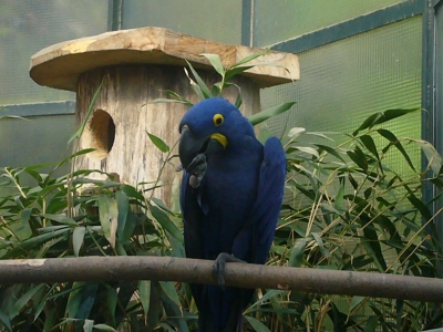 Krefelder Zoo - Papagei