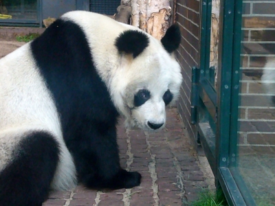 Berliner Zoo - Pandabär