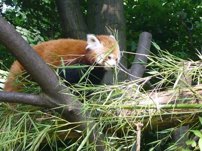 Duisburger Zoo - Kleiner Panda