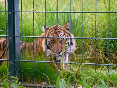 Krefelder Zoo - Tiger