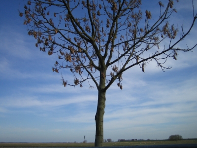 Einsamer Baum im Herbst